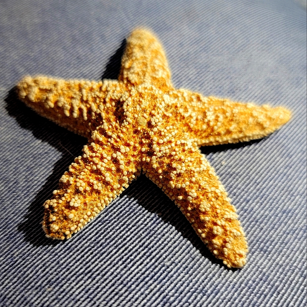 Natural California ☆ Starfish ☆ Naturally Preserved ☆ 2.5-3 in. from tip to tip